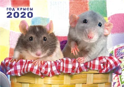 Фотография года крысы в различных размерах и форматах
