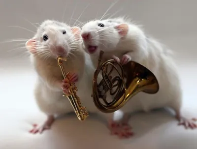 Фотографии с символикой года крысы