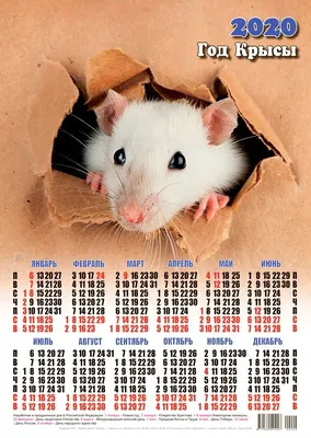 Фото года крысы в формате PNG для различных проектов