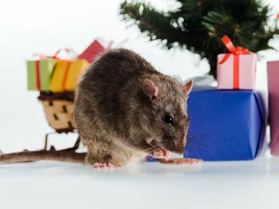 Крыса: Набор фото с символикой года крысы