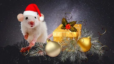 Фотка года крысы: Набор картинок в высоком разрешении и различных форматах
