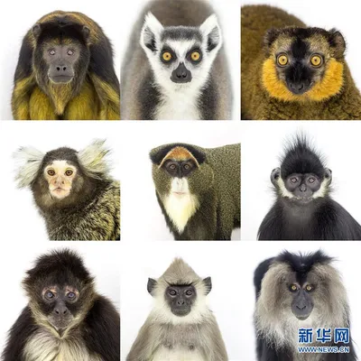 Природа и обезьяны: Очарование в каждом кадре