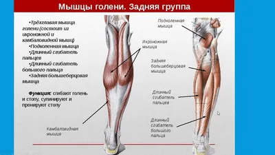 Фотография голени человека для загрузки в различных форматах