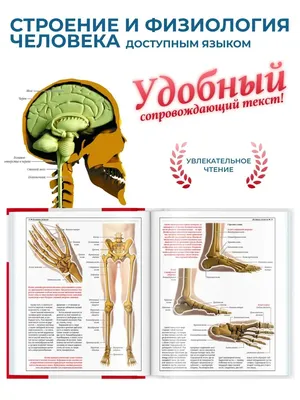 Изображение человеческой голени в различных форматах