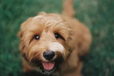 Фото собаки Голландский смоусхонд: выбирайте размер и формат
