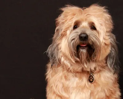Голландский смоусхонд: фото, которые точно понравятся любителям собак