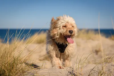 Голландский смоусхонд: милые фото для любителей собак