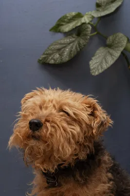 Фото собаки Голландский смоусхонд: выберите свой любимый формат