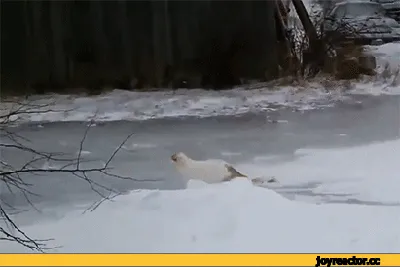 Зимний юмор: гололед в фотографиях