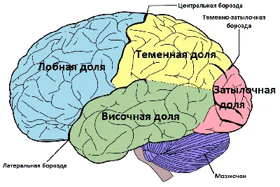 Структура и форма: Изображение головного мозга в высоком качестве