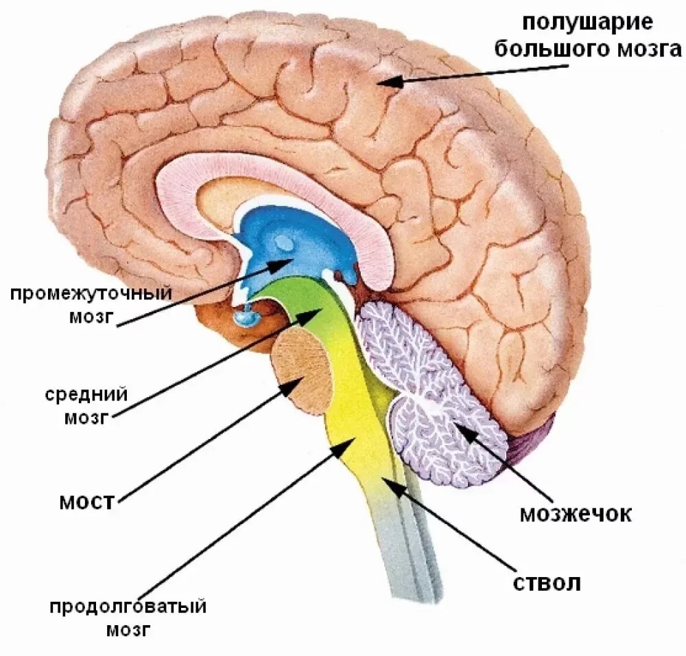 Фото строения мозга