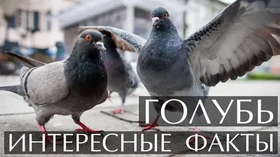 Веселые голуби: фото, которые вызовут улыбку