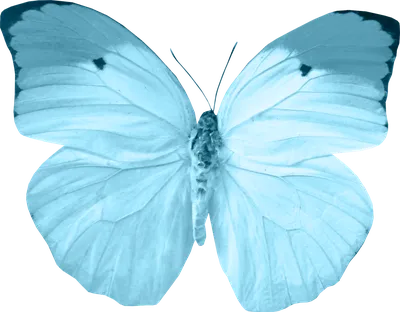 Голубая бабочка  фото