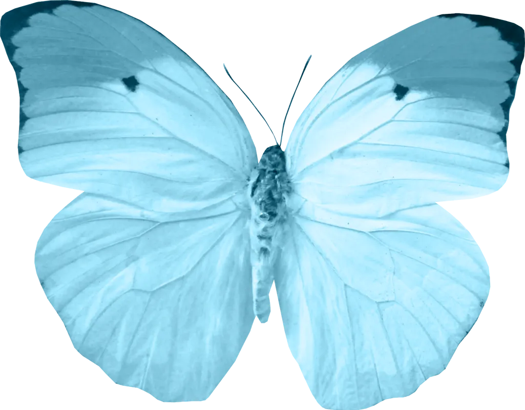 Бабочка рисунок синяя (49 фото)