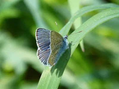 Фото голубой бабочки в формате JPG