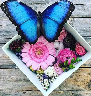 Фотография голубой бабочки, доступная для скачивания в PNG
