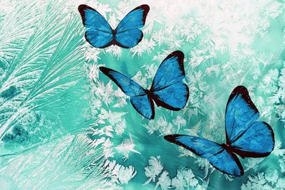 Картинка с голубой бабочкой в формате JPG для скачивания