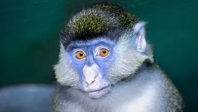 Голубая обезьяна: Новые фото в HD качестве
