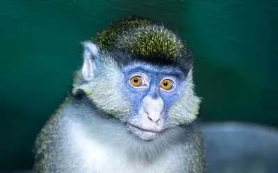 Обои Голубой обезьяны: Бесплатные загрузки в PNG и JPG
