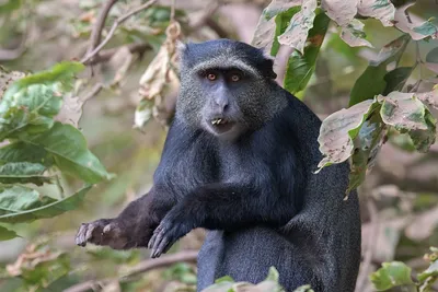 Full HD изображения Голубой обезьяны: Бесплатно и легко