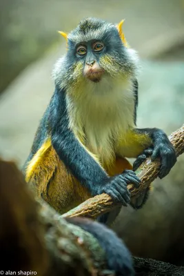 Голубая обезьяна в WebP: Современный формат для скачивания