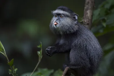 Голубая обезьяна: Новые и креативные фотографии