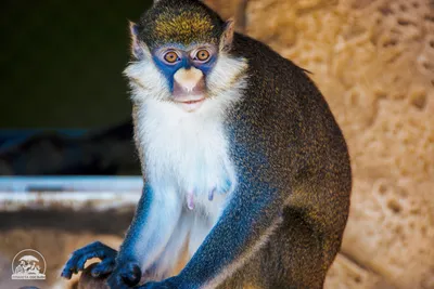 4K изображения Голубой обезьяны: Удивительная четкость