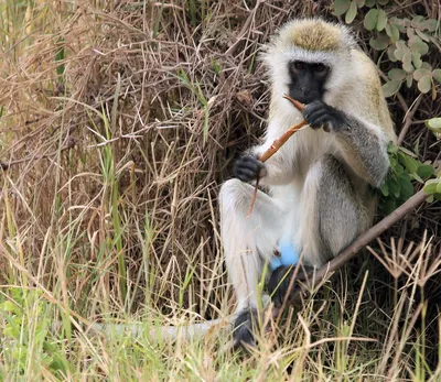 Плавные линии природы: Фотосессия Голубой обезьяны