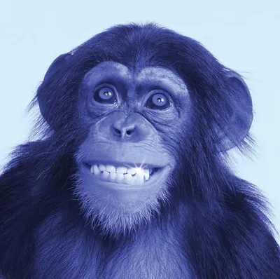 Фото голубой обезьяны в HD качестве