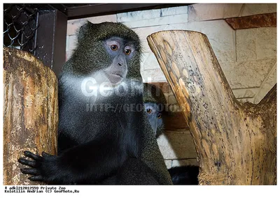 Full HD фото обезьяны для скачивания