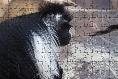 Фоткa обезьяны в гиф формате