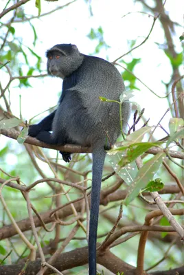 Фото Голубой обезьяны: Изумительные изображения в формате 4K