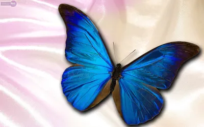 Картинка голубей бабочек – выбирайте формат и наслаждайтесь