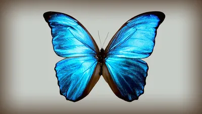 Изображения голубей бабочек в разных вариантах