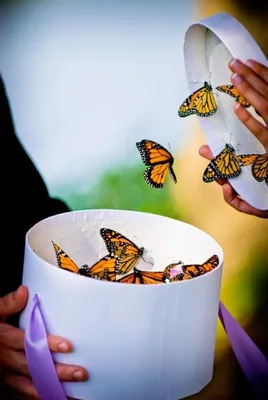 Фотографии голубей бабочек – настоящая находка для фотолюбителей