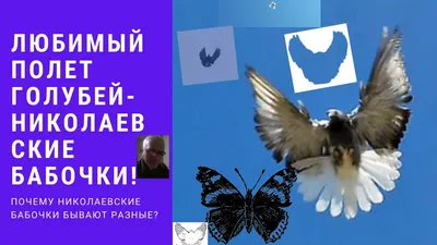 Голуби бабочки – уникальные изображения для вашего выбора