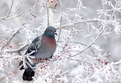 Загадочные голуби зимой: Выберите размер и скачайте фото в JPG, PNG, WebP