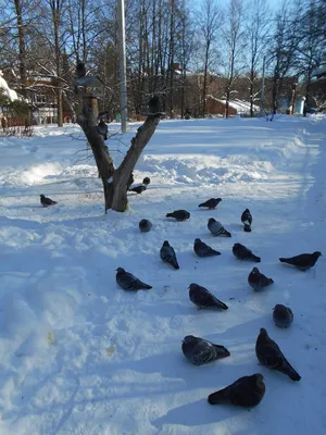Зимние крылья: Фотографии голубей в различных форматах