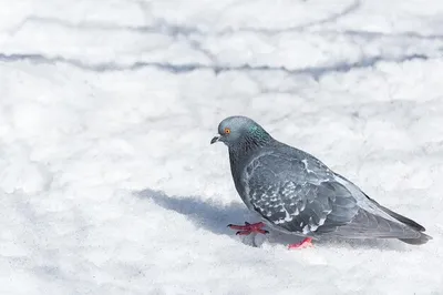 Снежные ангелы в перьях: Скачивайте фото голубей в различных форматах