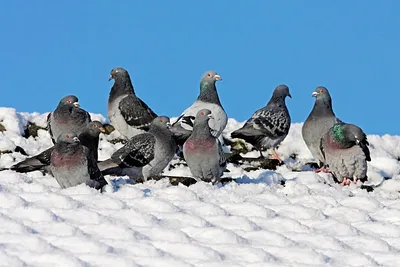 Зимний ветер в крыльях: Скачивайте фотографии голубей в разных форматах