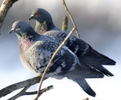 Зимний вдохновенный полет: Скачайте фото голубей для вашего проекта