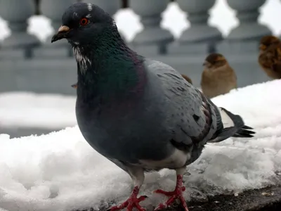 Кристальная чистота зимы: Изображения голубей в различных размерах