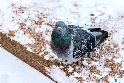 Зимний спектакль: Фотографии голубей в JPG, PNG, WebP