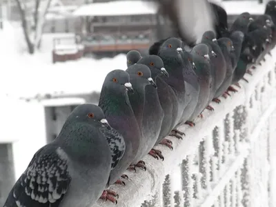 Снежные птицы: Скачивайте фотографии голубей в различных форматах
