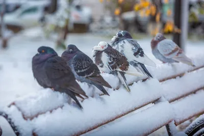 Зимний полет в высоком разрешении: Скачайте фото голубей для вашего проекта