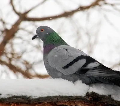 Зимний взлет: Фотка голубей для скачивания в разных размерах