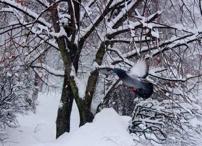 По следам снежных перьев: Фотографии голубей для скачивания
