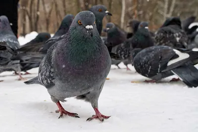 Зимнее утро с голубями: Фотка в разных размерах и форматах