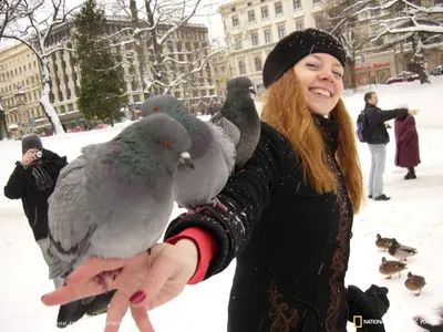 Зимний взгляд в небеса: Скачивайте фотографии голубей на любом устройстве