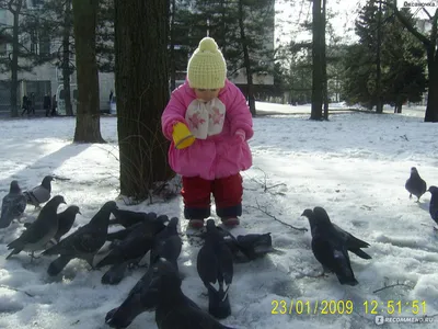 Зимние фотоперья: Изображения голубей в различных размерах и форматах